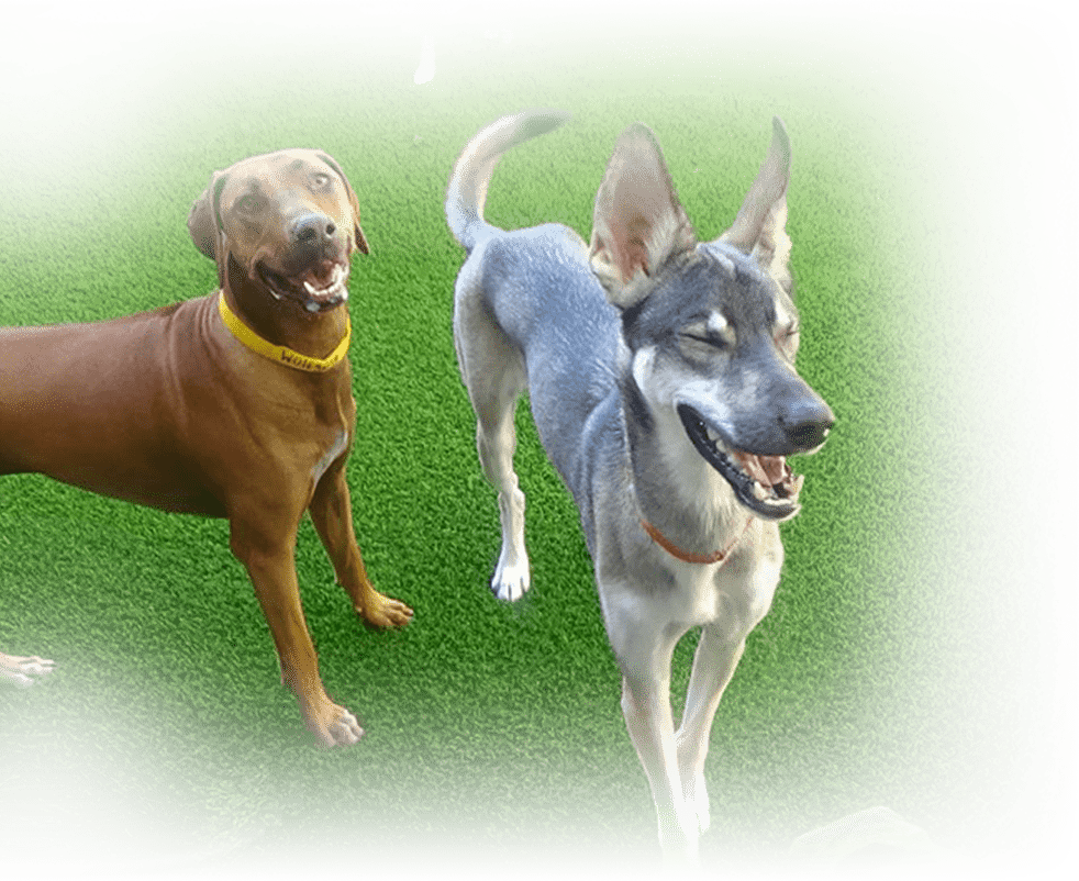 Come. Sit. Play!