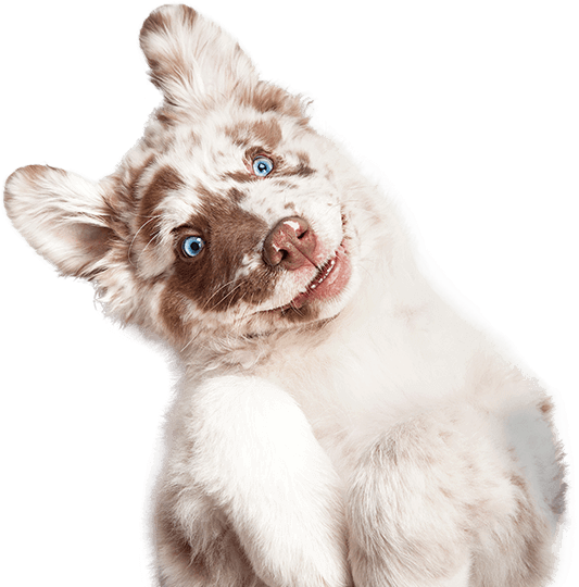 Happy dog